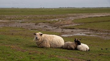Lambs cuddling by Alexander Wolff