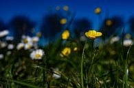 Frühlingsblumen von Jaap van den Bosch Miniaturansicht
