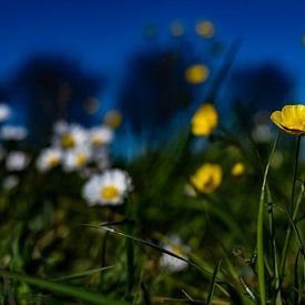 Frühlingsblumen von Jaap van den Bosch