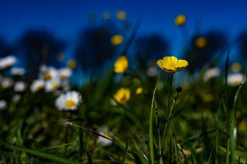 Frühlingsblumen von Jaap van den Bosch