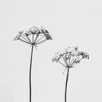 Stilleben mit zwei Pflanzen in schwarz-weiß