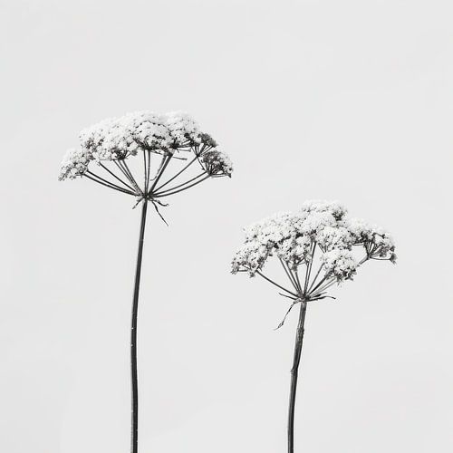 Nature morte de deux plantes en noir et blanc sur Studio Allee
