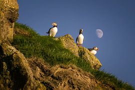 Mykines puffins by Wojciech Kruczynski
