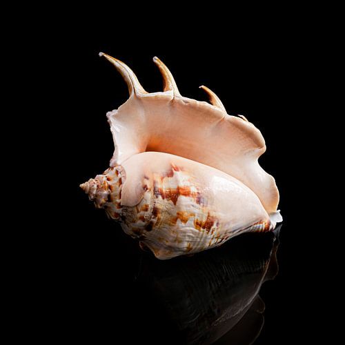 Stilleben mit einer einzelnen Muschel 4