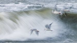 Des mouettes dans les vagues avec la technique ICM