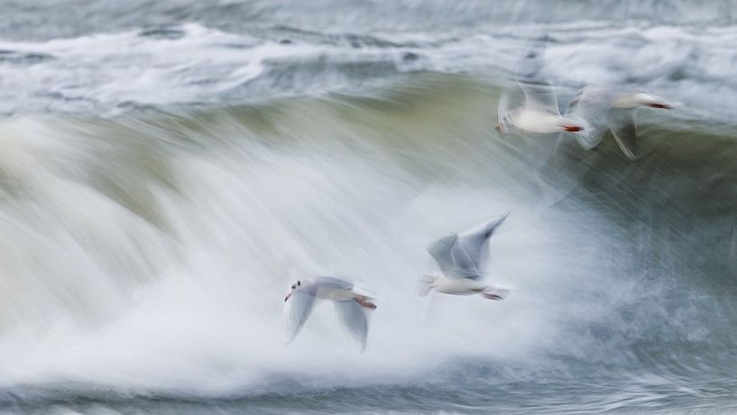 Meeuwen in de golven met ICM techniek van Linda Raaphorst