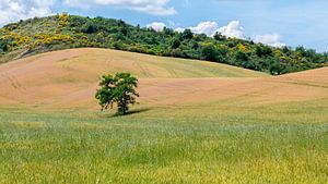 Die Landschaft der Toskana