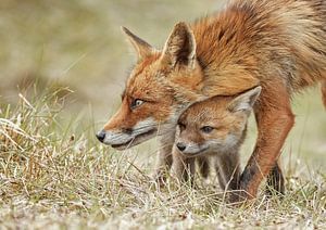 Red fox and her cub by Menno Schaefer