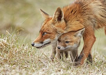 Red fox and her cub by Menno Schaefer