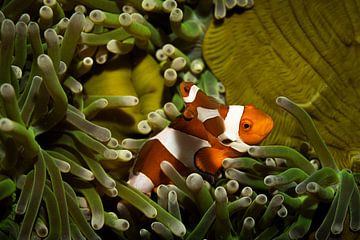 Nemo visjes, Mabul island, Maleisie van Travel Tips and Stories