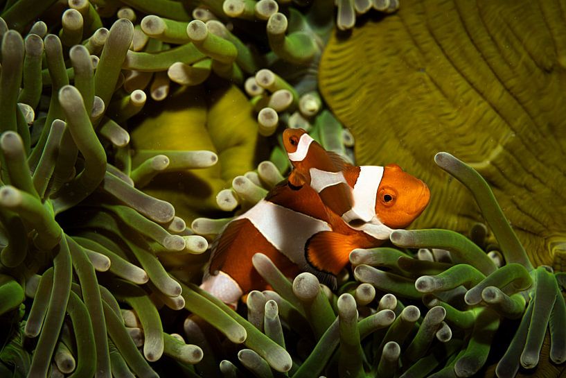 Nemo fische, Mabul Island in Malaysia von Travel Tips and Stories