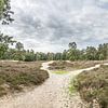 Heath and sandy path Lievensberg estate (panorama, SHQ) by Fotografie Jeronimo