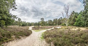 Heath and sandy path Lievensberg estate (panorama, SHQ) by Fotografie Jeronimo
