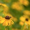 Happiness. Vrolijke en zomers foto van een zweefvlieg tussen de gele Rudbeckia van Birgitte Bergman
