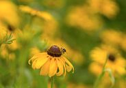 Happiness. Vrolijke en zomers foto van een zweefvlieg tussen de gele Rudbeckia van Birgitte Bergman thumbnail