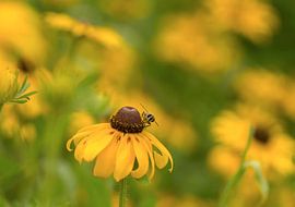 Glücklich sein. Heiteres und sommerliches Bild einer Schwebfliege zwischen gelben Rudbeckia von Birgitte Bergman
