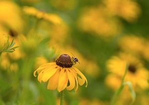 Glücklich sein. Heiteres und sommerliches Bild einer Schwebfliege zwischen gelben Rudbeckia