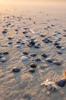 Muscheln am Strand