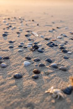 Schelpen op het strand, een mooie foto met zonsondergang op Terschelling