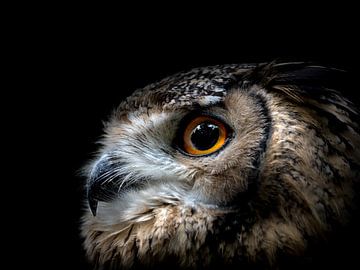 Owl Dark by Karin vd Waal