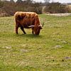 grazende Hooglander van Heleen de Silva
