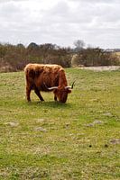 grazing Highlander