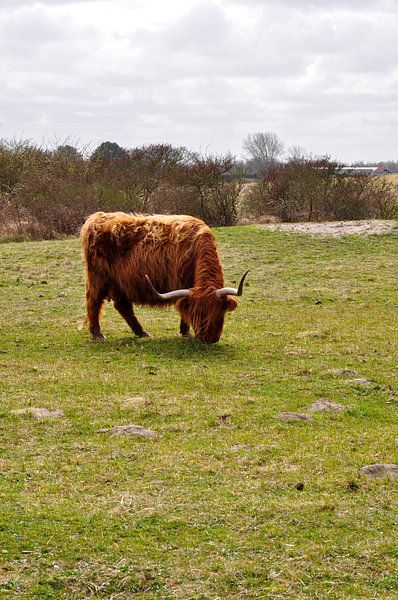 grazing Highlander by Heleen de Silva