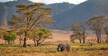 éléphant dans le cratère du Ngorongoro sur Paul Jespers