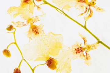 Oncidium in ijs 1 van Marc Heiligenstein