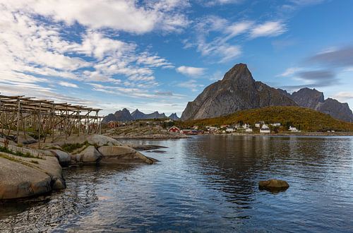 Stokvis in Reine