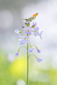 Butterfly on early morning.  by Francis Dost