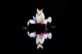 Orchid mantid reflected on a black background