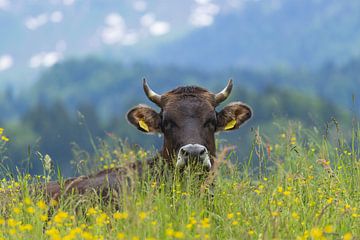 Lenteweide en Allgäu bruin vee van Walter G. Allgöwer