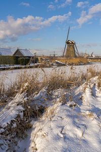Blikken over het riet