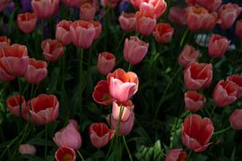 Beautiful, unusual tulips by Kim Weijland
