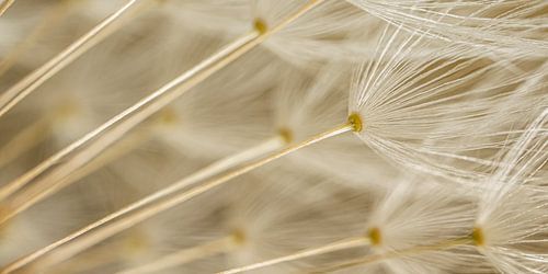 Landelijk panorama: De pluisjes aan een pluizenbol van een paardenbloem