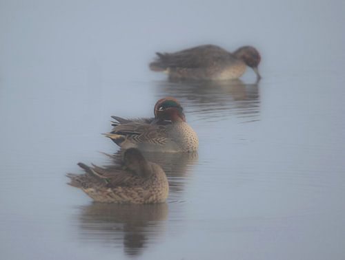 Enten im Nebel