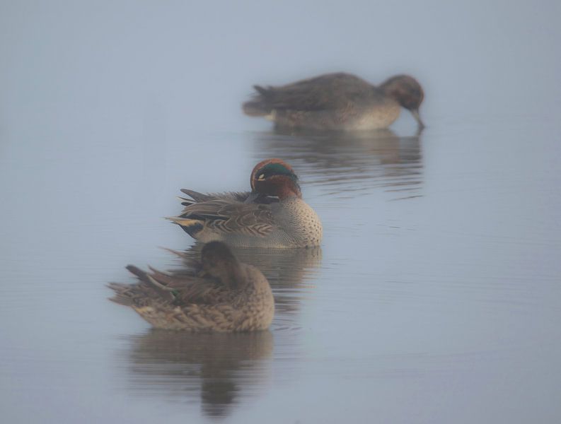 Eenden in de mist van Nathalie Jongedijk