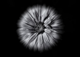 Blumen im Garten in Schwarz-Weiß – 10-Blüten-Version von The Learning Curve Photography