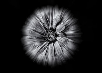 Backyard Flowers In Black And White 10 Flow Version