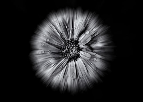Backyard Flowers In Black And White 10 Flow Version