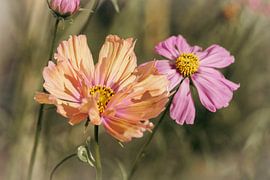 Fleurs de cosméa rétro estivales