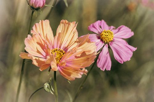Fleurs de cosméa rétro estivales