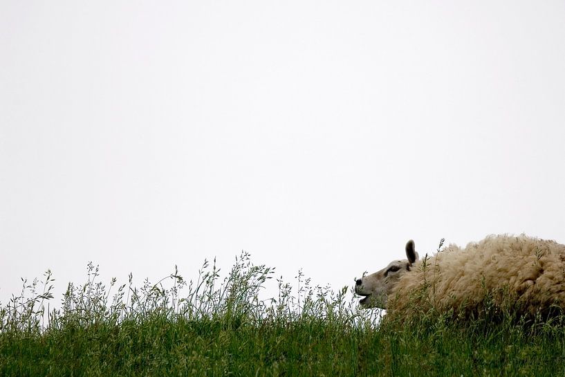 schaap &amp; gras by jan van de ven