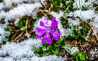 Fleur dans la neige fraîche par Stijn Cleynhens Aperçu