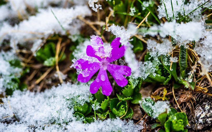 Fleur dans la neige fraîche par Stijn Cleynhens