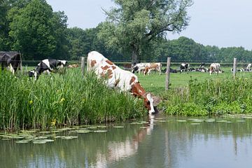 Rood bonte koe drinkt uit een rivier onder het prikkeldraad door in een grasland in de zomer van Leoniek van der Vliet
