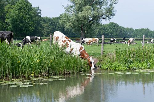 Rood bonte koe drinkt uit een rivier onder het prikkeldraad door in een grasland in de zomer