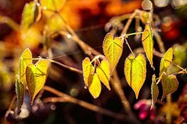 Hintergrundbeleuchtung