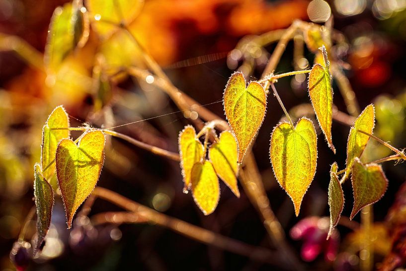 Backlight by Rob Boon